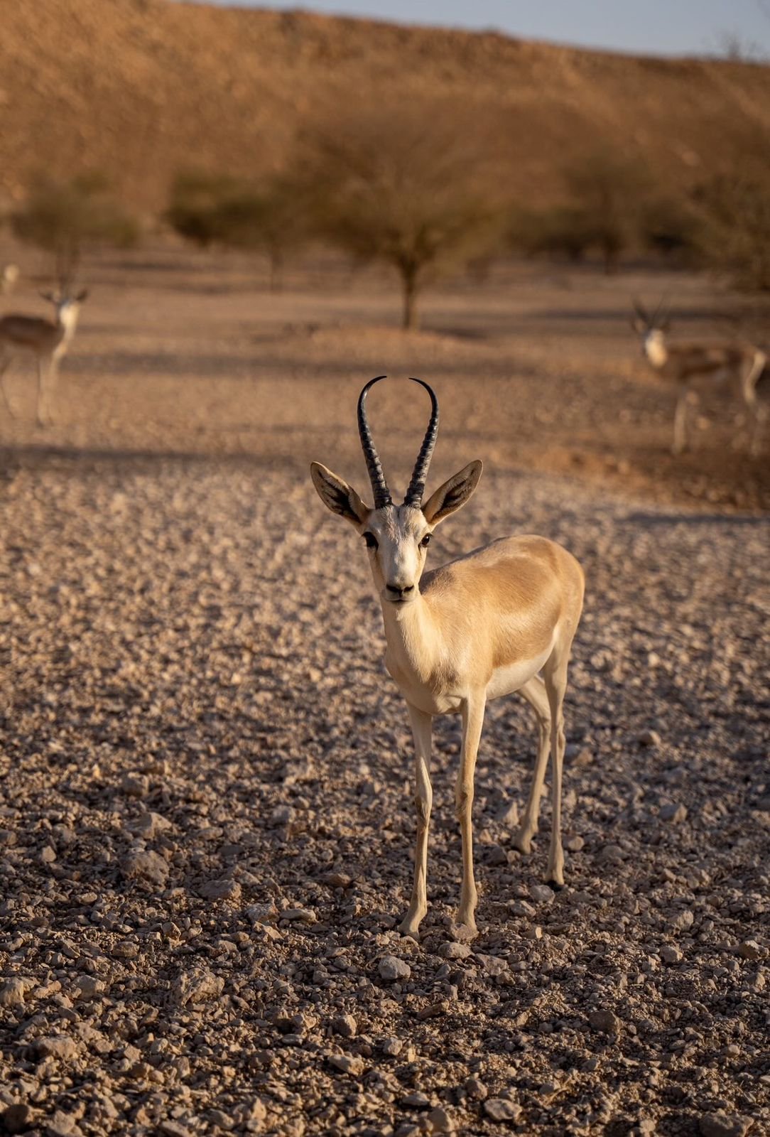 صورة مغامرة